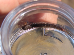 Scolopendra morsitans
