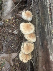 Echinoderma asperum