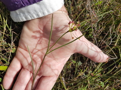 Centella macrocarpa
