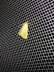 Achyra nudalis