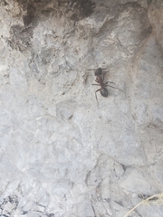 Camponotus vicinus