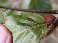 Aceria nervisequa