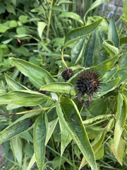 Echinacea purpurea