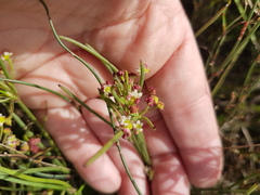 Centella macrocarpa