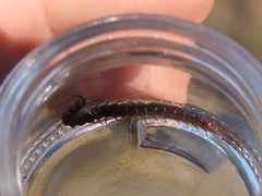 Scolopendra morsitans