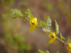Chamaecrista fasciculata