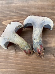 Exsudoporus floridanus