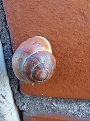 Cepaea nemoralis