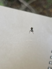 Micrathena mitrata