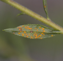 Coleosporium solidaginis