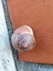Cepaea nemoralis