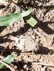 Oedipoda