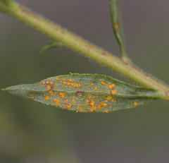 Coleosporium solidaginis