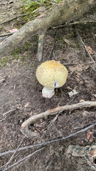 Amanita