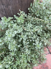 Amaranthus polygonoides