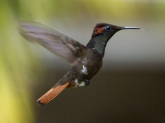 Chrysolampis mosquitus