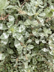 Amaranthus polygonoides