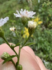 Symphyotrichum pilosum