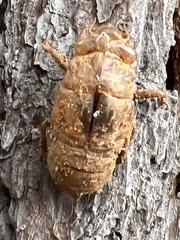 Cicadidae