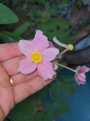 Eriocapitella japonica