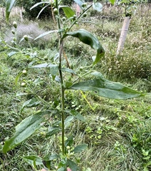 Symphyotrichum pilosum