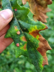 Neuroterus quercusbaccarum