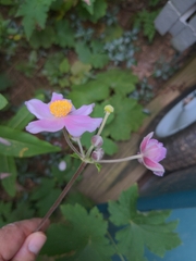 Eriocapitella japonica