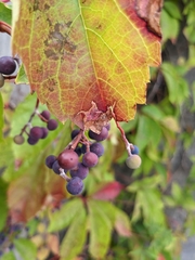 Parthenocissus
