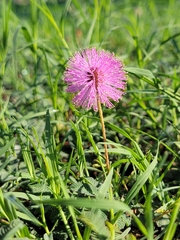 Mimosa strigillosa