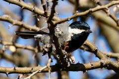 Melaniparus cinerascens