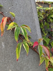 Parthenocissus