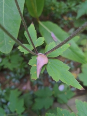 Eriocapitella japonica