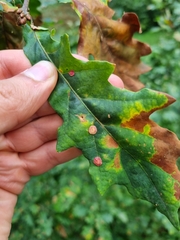 Neuroterus quercusbaccarum