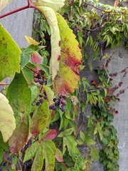 Parthenocissus