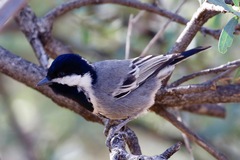 Melaniparus cinerascens