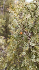 Juniperus navicularis