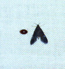 Elophila tinealis
