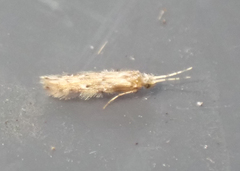 Hydroptilidae
