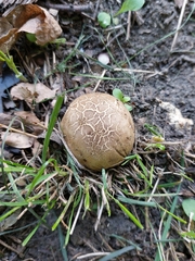 Scleroderma citrinum