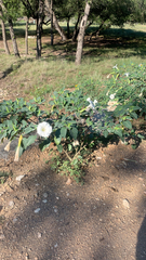 Datura innoxia