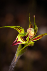 Caladenia lobata