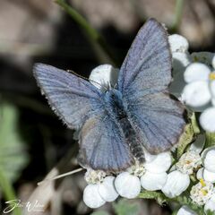 Plebejus idas