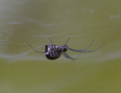 Frontinella pyramitela