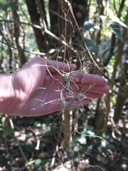 Tillandsia usneoides
