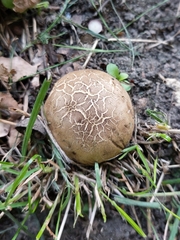 Scleroderma citrinum