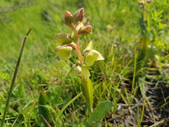 Pterygodium catholicum