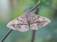 Anticarsia gemmatalis
