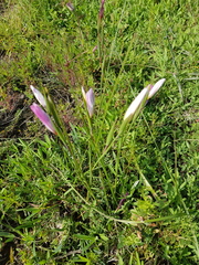 Gladiolus trichonemifolius