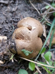 Scleroderma citrinum