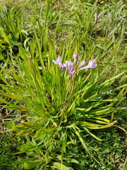 Tulbaghia violacea